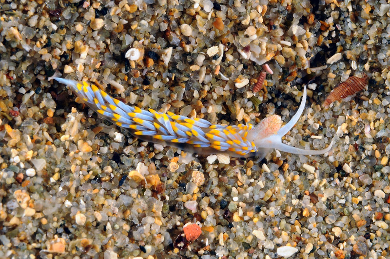 Berghia coerulescens 20-06-12